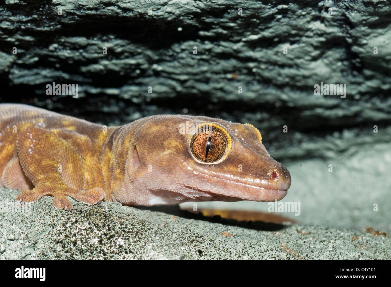 Giant cave gecko (Pseudothecadactylus linderi) in the Cairns Tropical Zoo In Queensland Australia Stock Photo