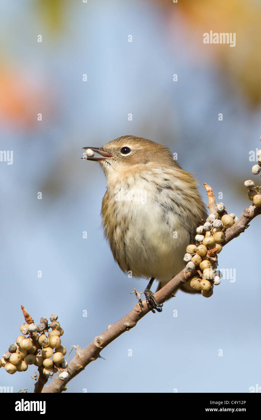 Yellowrumped Warbler Eating Poison Ivy Berries Vertical Stock Photo