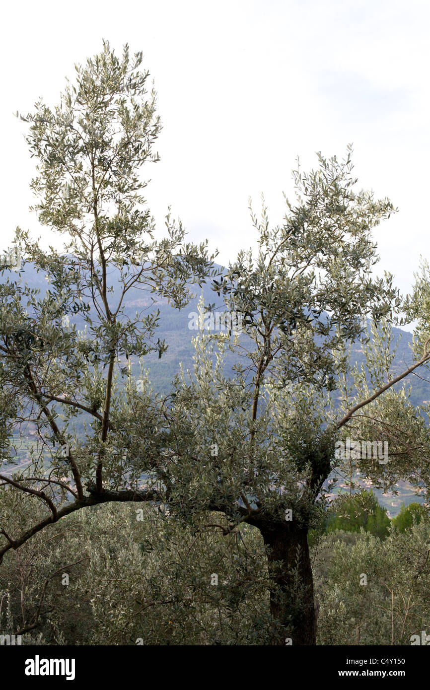 Olive & other trees on hillside, Majorca, Spain, Iberia, Island Stock Photo