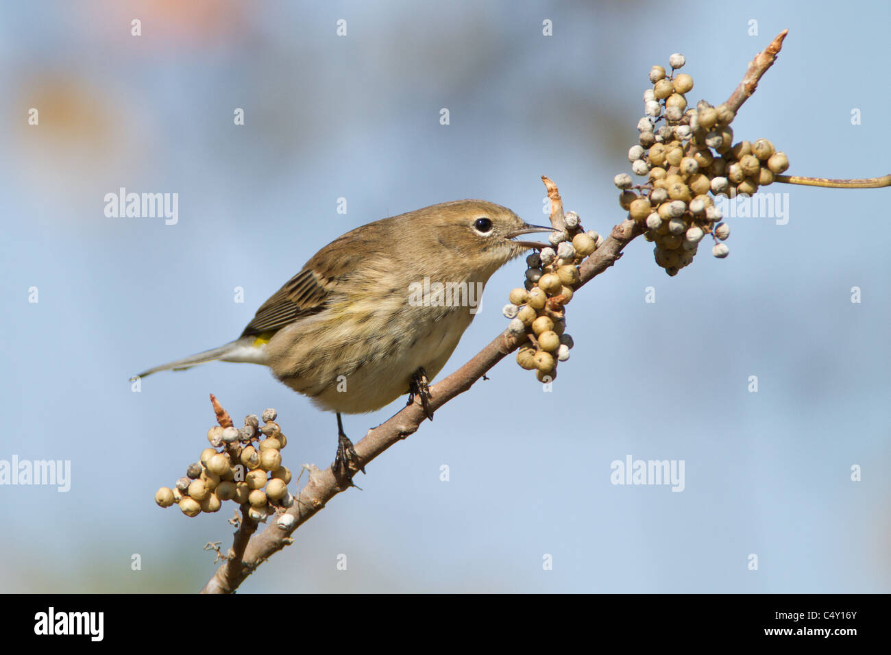 Yellowrumped Warbler Eating Poison Ivy Berries Stock Photo Alamy