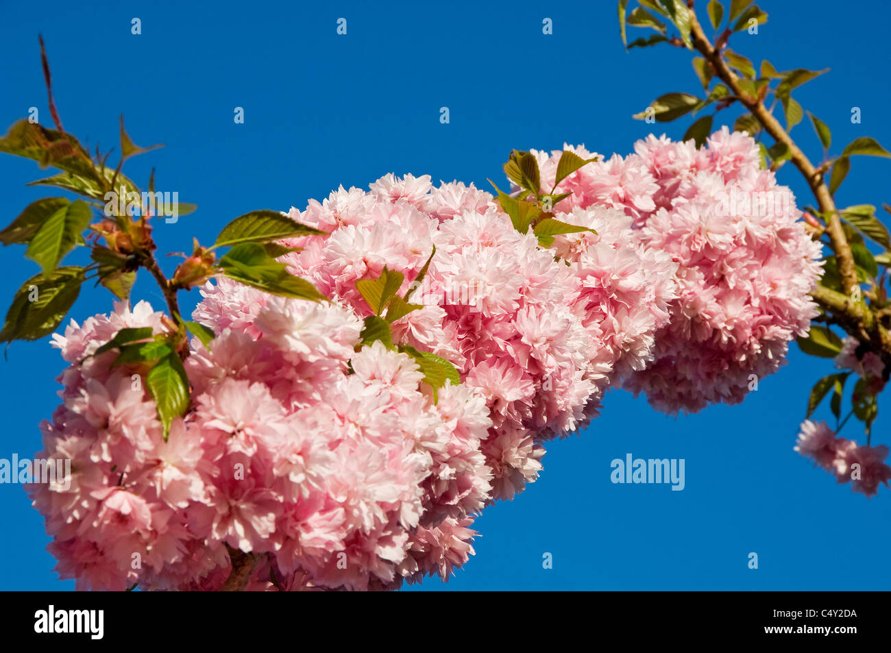 Pink blossom on flowering flower flowers cherry tree in spring England UK United Kingdom GB Great Britain Stock Photo