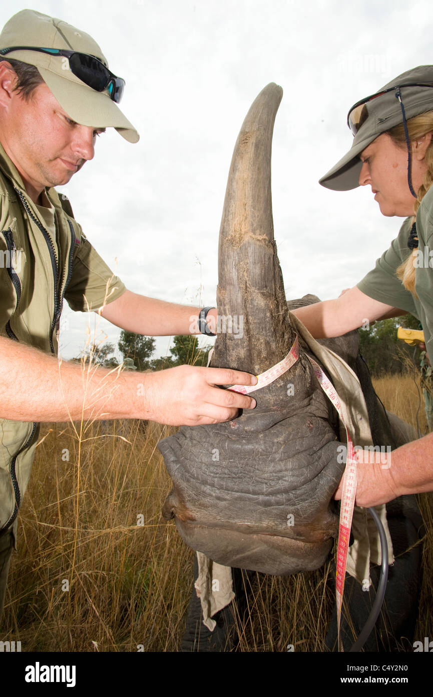 Veterinarians Vets African Vets operating operation wild animal ...