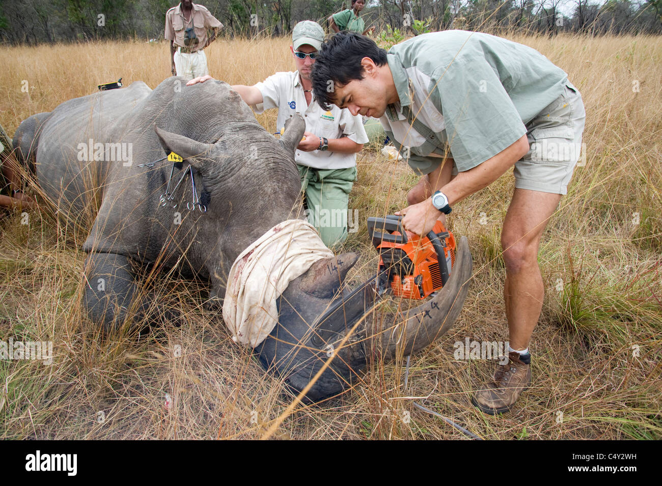 Veterinarians With Wild Animals
