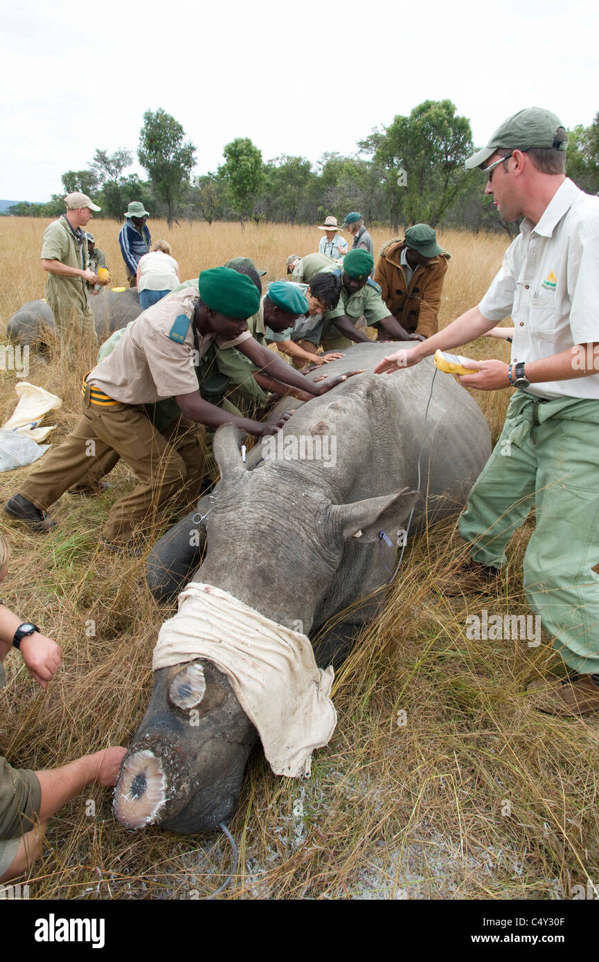 Veterinarians Vets African Vets operating operation wild animal ...