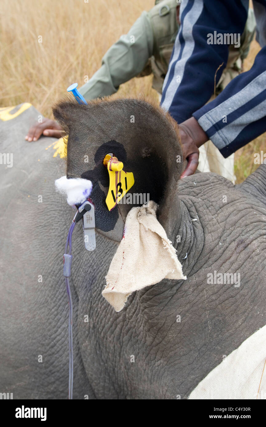 Veterinarians Vets African Vets operating operation wild animal ...