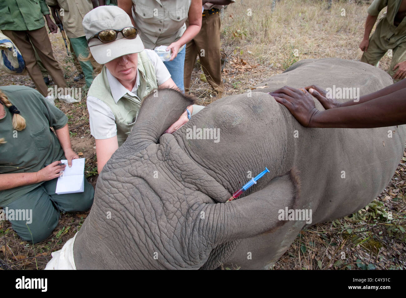 Veterinarians Vets African Vets operating operation wild animal ...