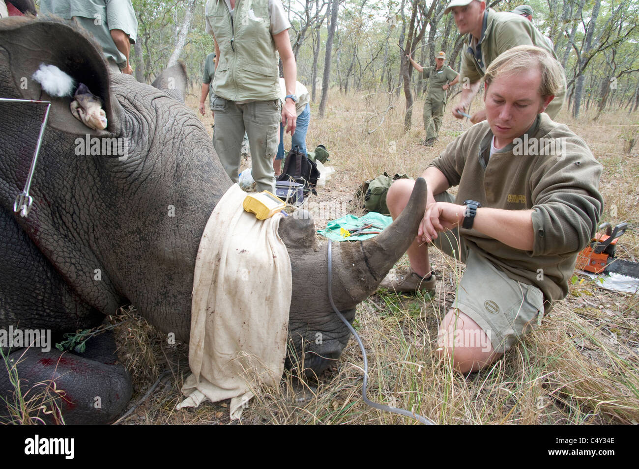 Veterinarians Vets African Vets operating operation wild animal ...
