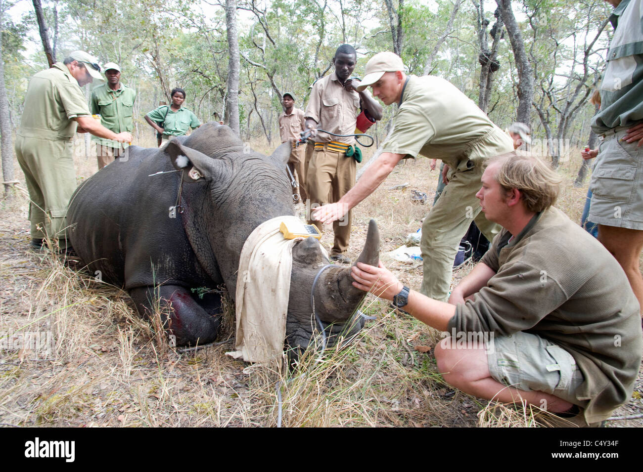 Veterinarians Vets African Vets operating operation wild animal ...