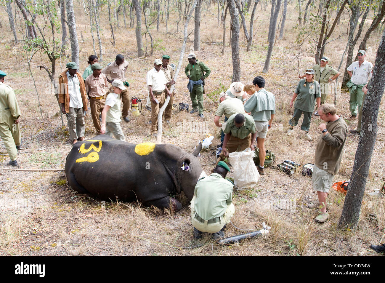 Veterinarians Vets African Vets operating operation wild animal ...
