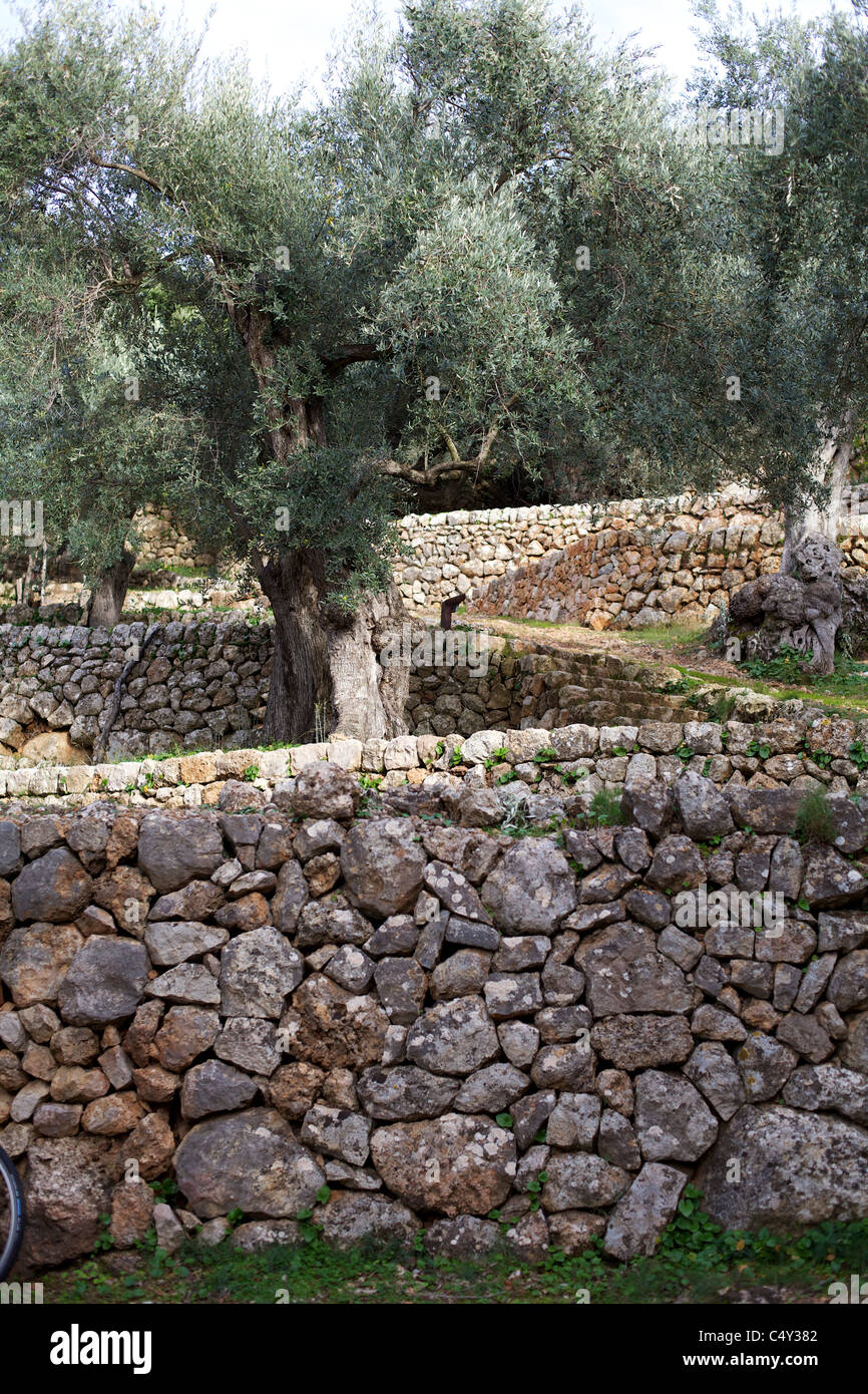 Olive trees & dry stone walls growing in Majorca, Spain, Iberia, Island Stock Photo