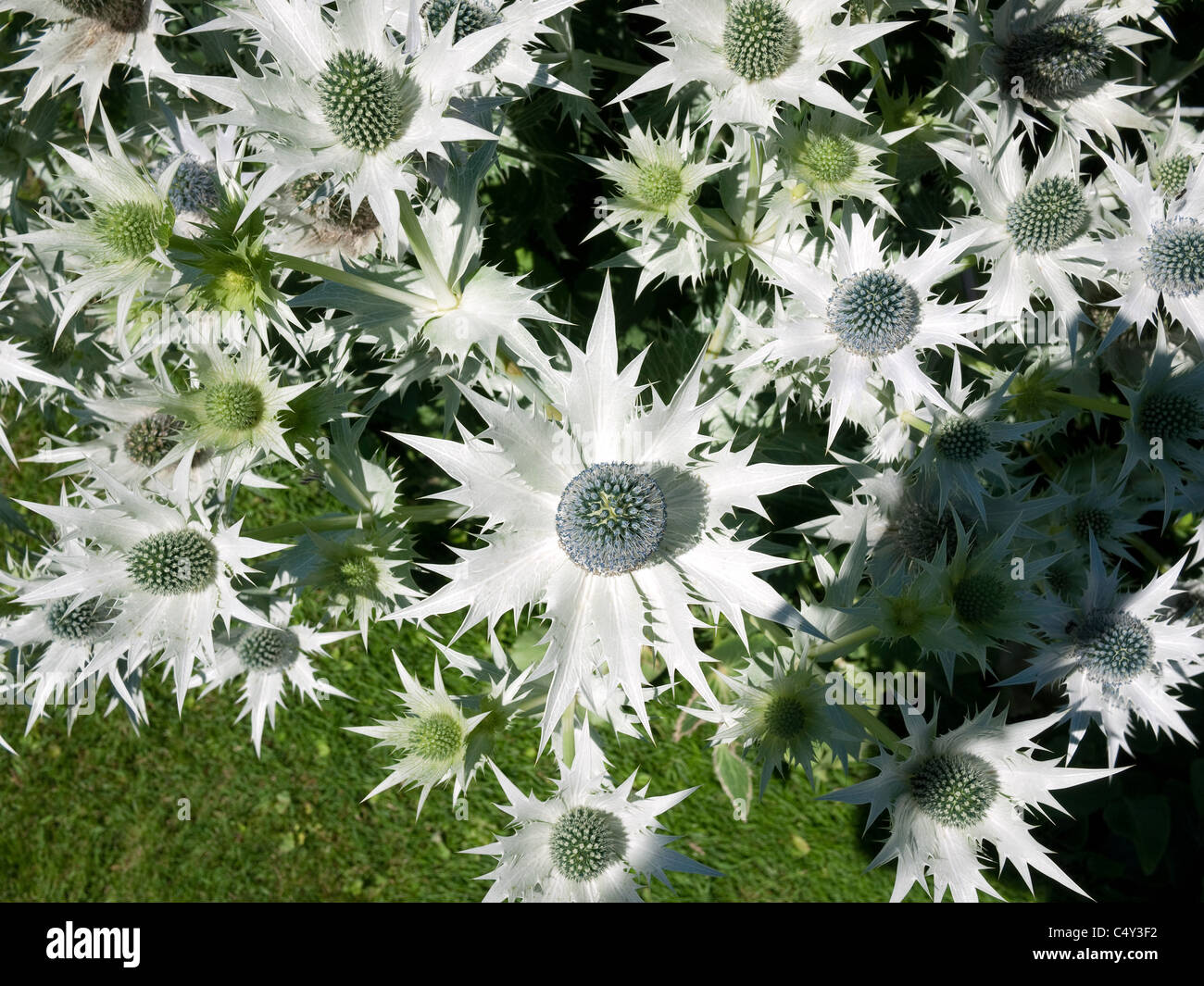 sea holly type of thistle in garden Stock Photo