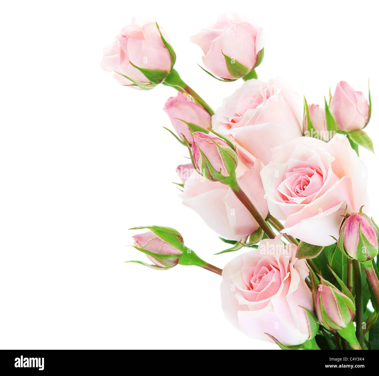 Fresh pink roses border isolated on white background Stock Photo