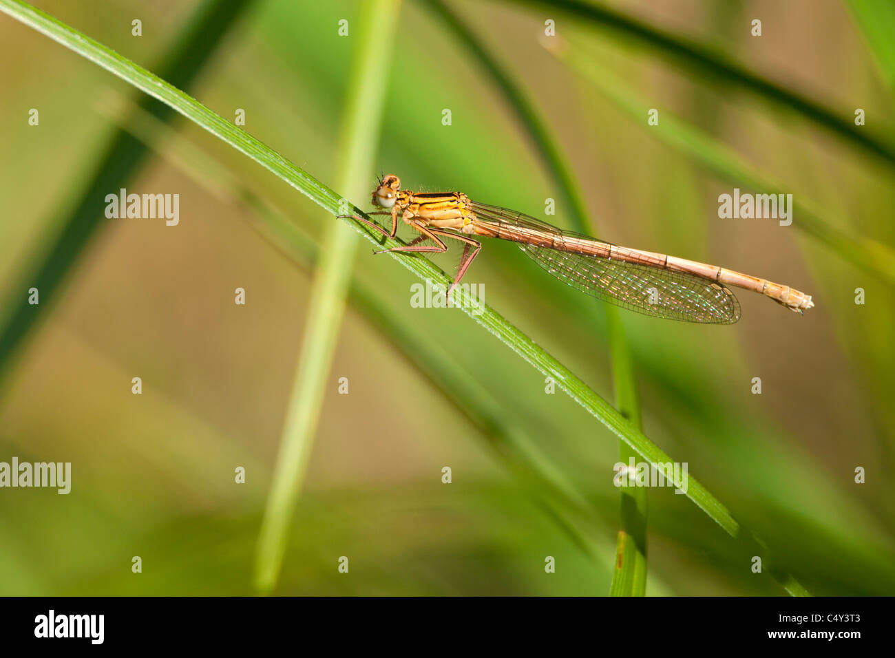 damselfly on a blade of grass Stock Photo - Alamy