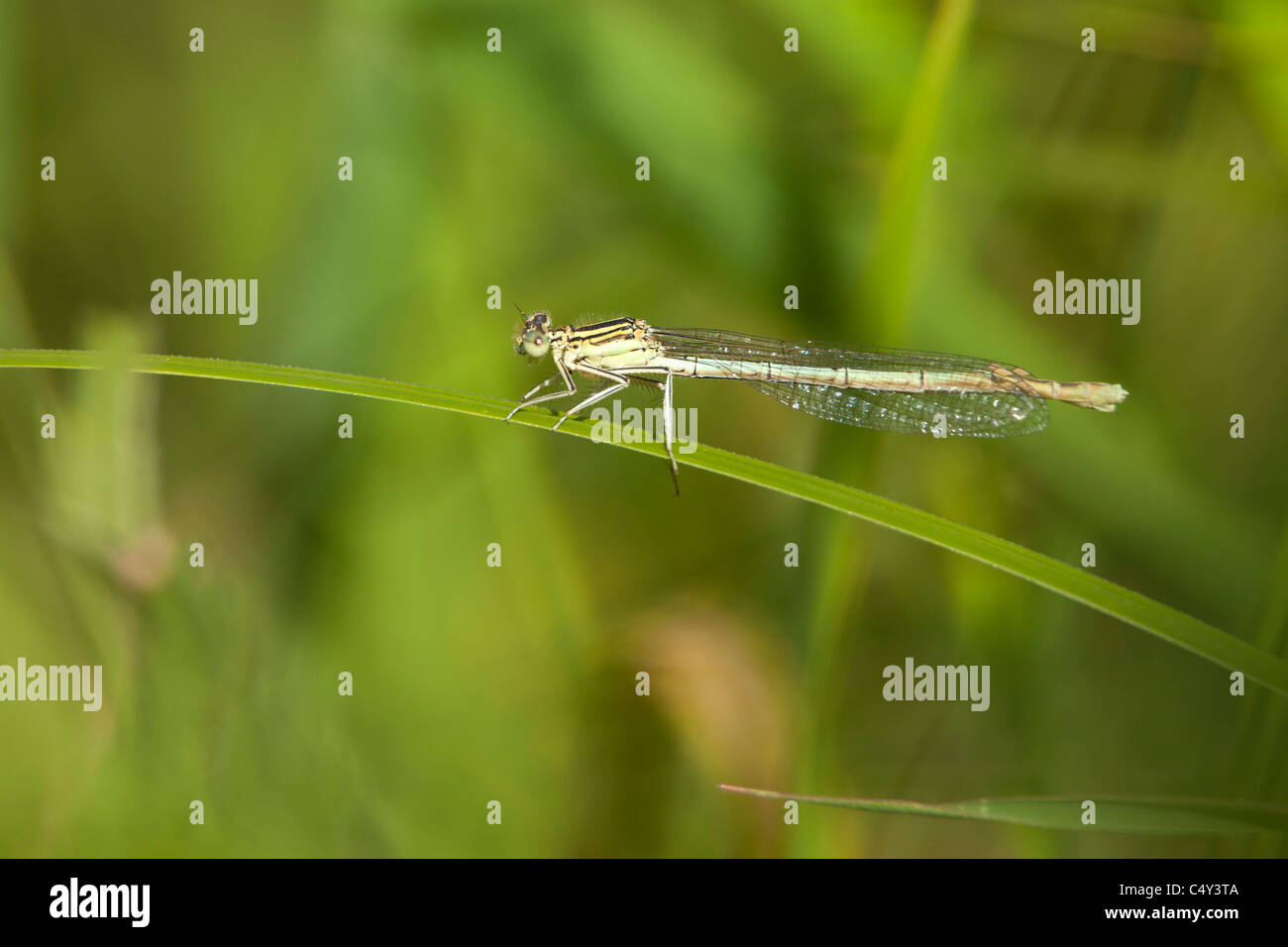 damselfly on a blade of grass Stock Photo - Alamy