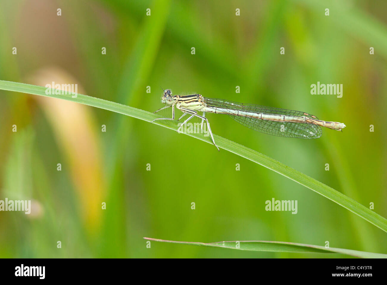 damselfly on a blade of grass Stock Photo - Alamy