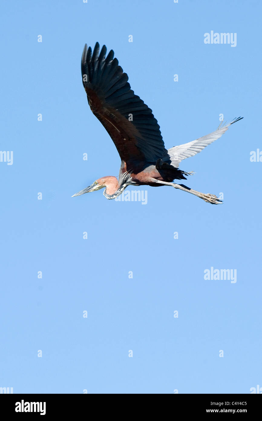 Goliath Heron Ardea goliath in Zimbabwe's Matusadona National Park Lake Kariba Stock Photo