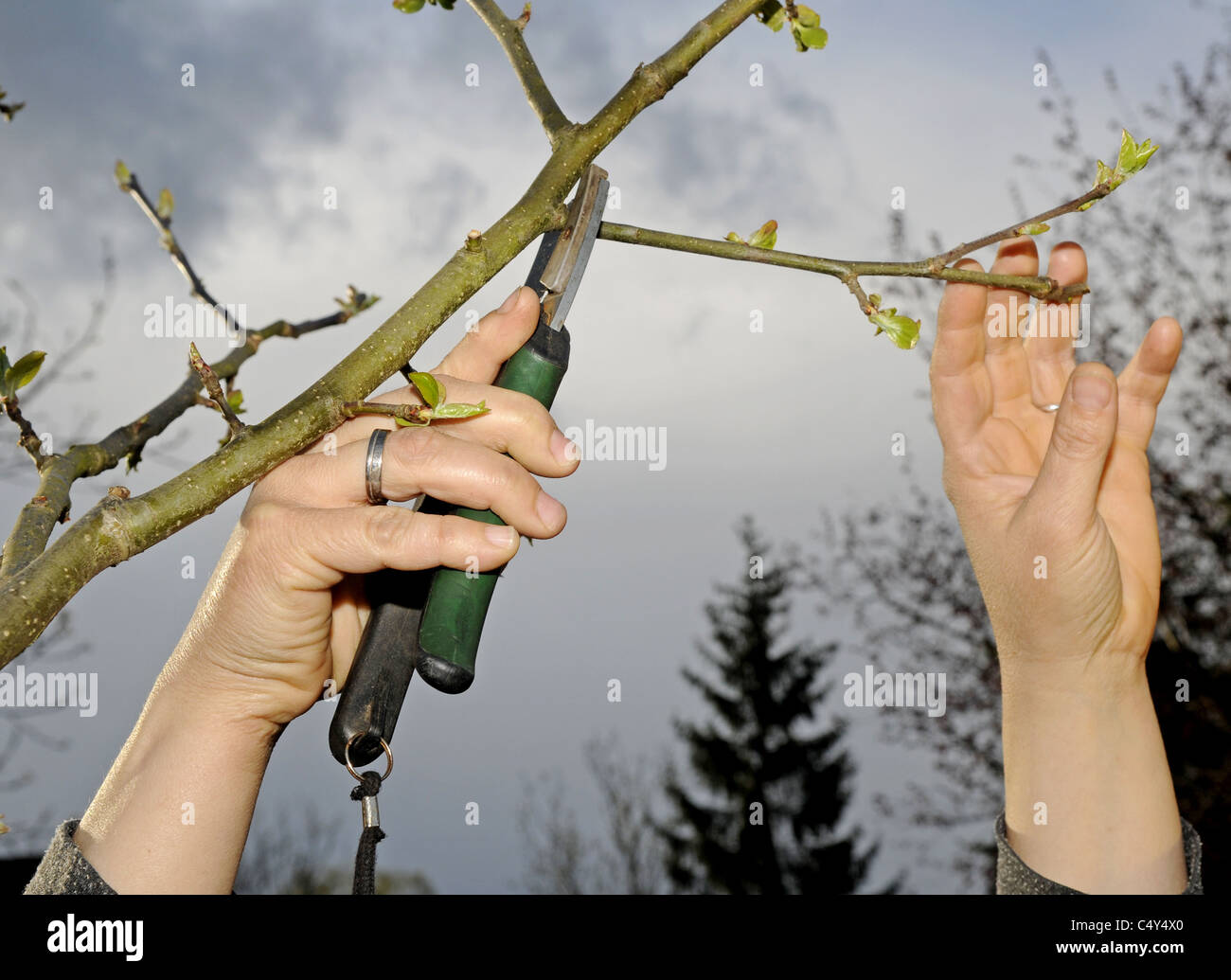 pruning shears and apple tree Stock Photo