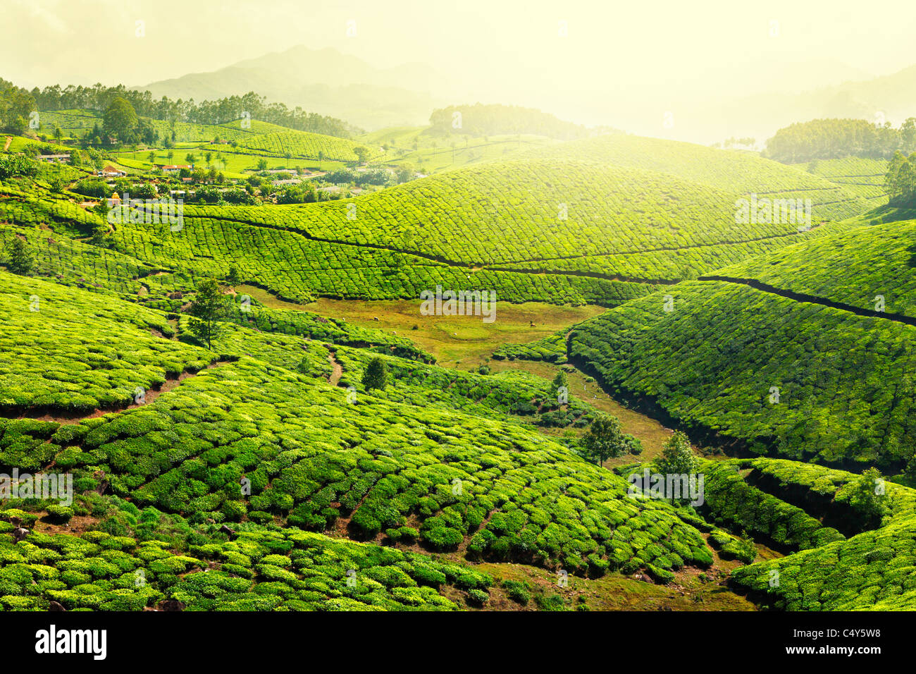 Tea plantations in morning fog. Munnar, Kerala, India Stock Photo