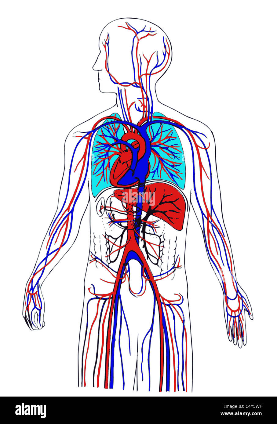 bloodstream Stock Photo