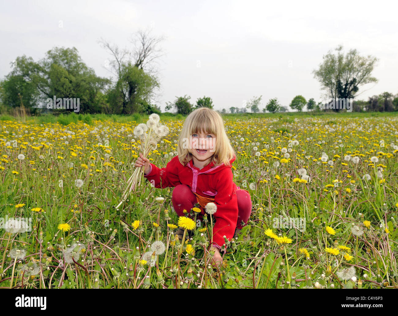 little girl with dandelions Stock Photo - Alamy