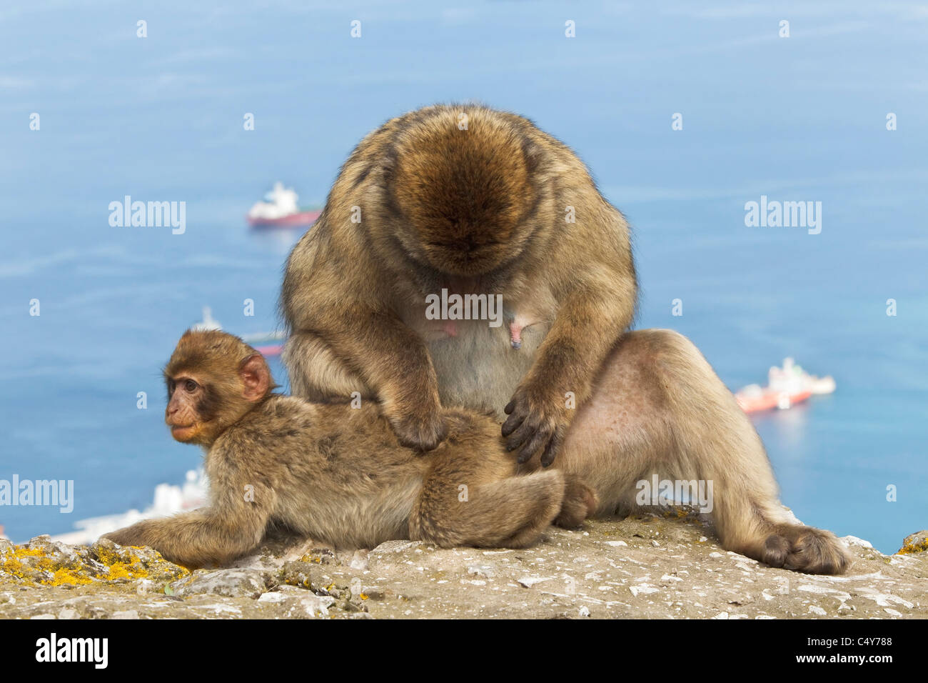 A female and baby male Barbary Macaque sat on the wall on the Rock of Gibraltar - Europe's only primate Macaca sylvanus Stock Photo