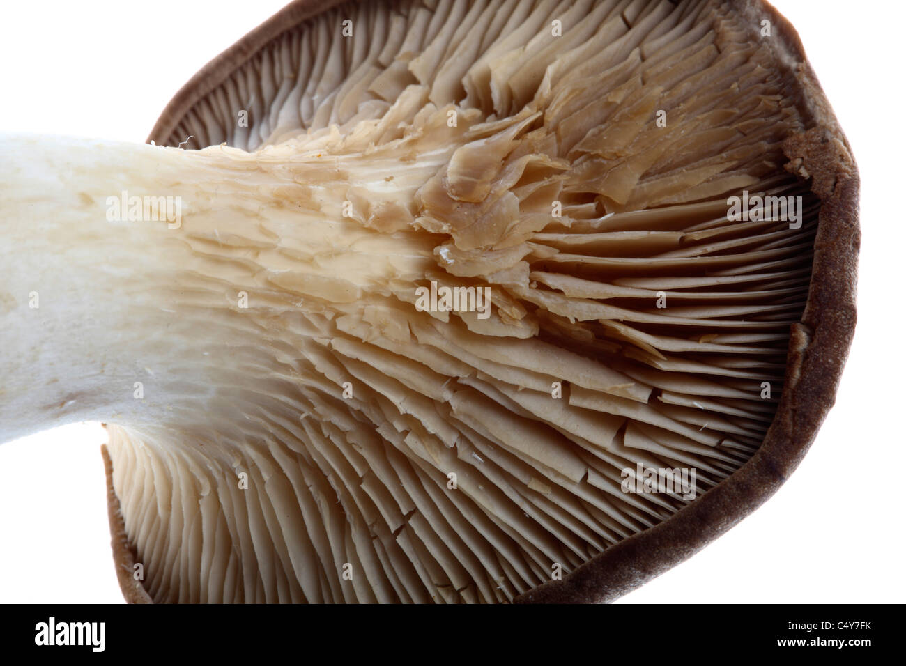 His Majesty the Kings Mushroom His Majesty the Kings Mushroom