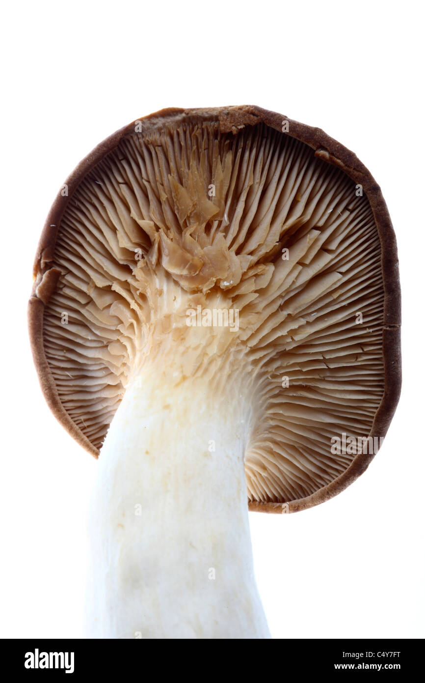 His Majesty the Kings Mushroom His Majesty the Kings Mushroom