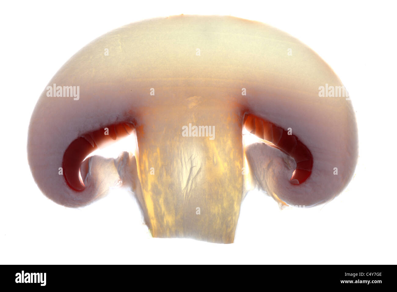 Vegetable, white champignon, button mushroom Stock Photo
