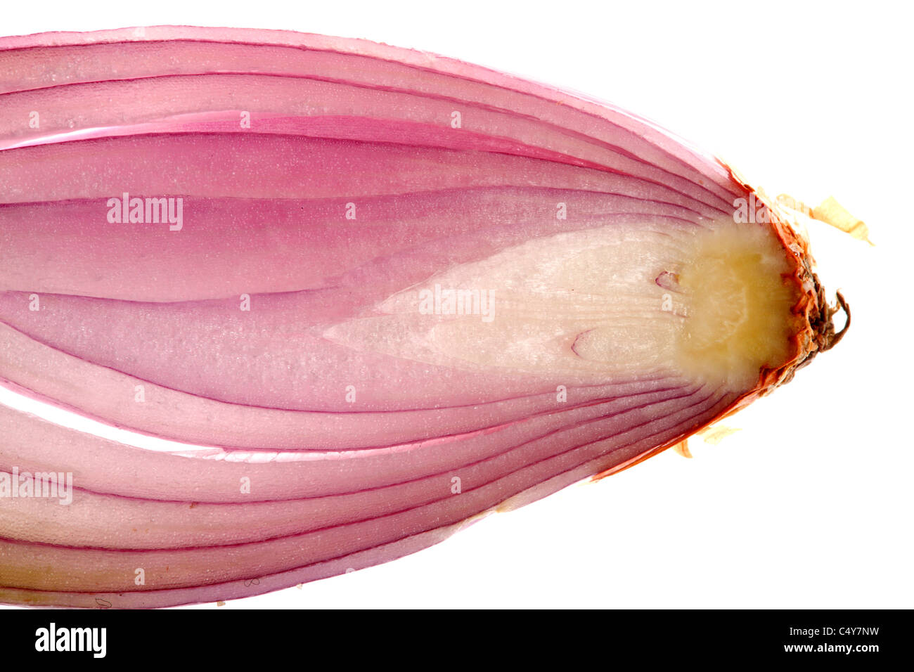 Vegetable, onion, shallot, scallions Stock Photo Alamy