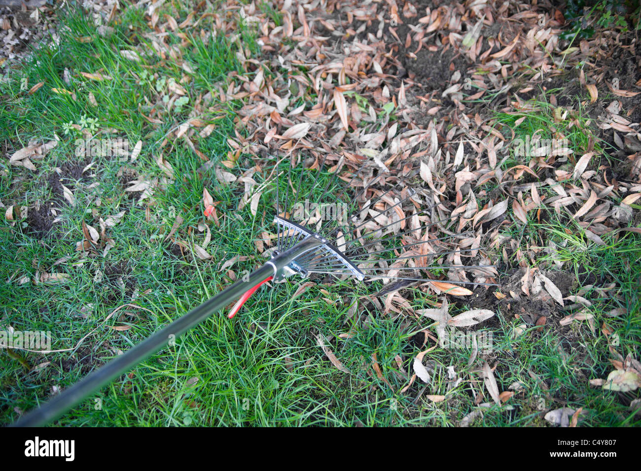rake raking leaves lawn Stock Photo - Alamy
