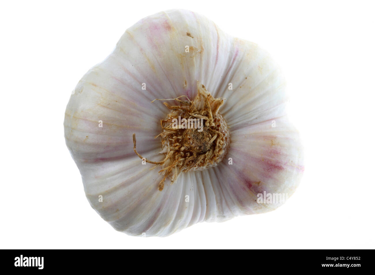 Vegetable, garlic bulb Stock Photo Alamy