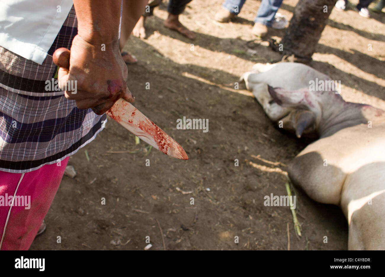 Slaughter Slaughtered Animal Cow Stock Photos & Slaughter 