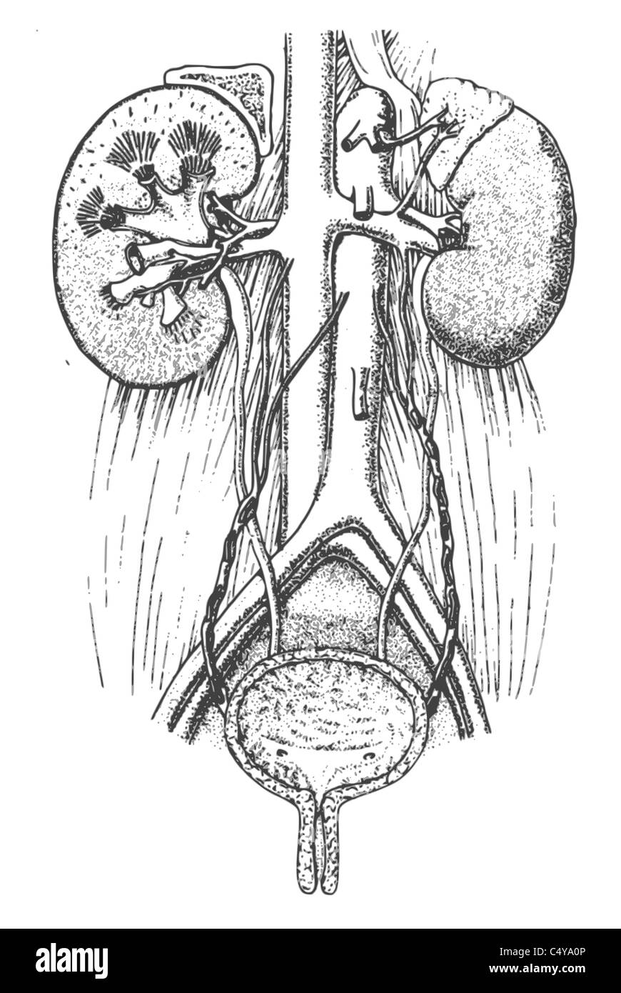 Bladder and kidney of human Stock Photo