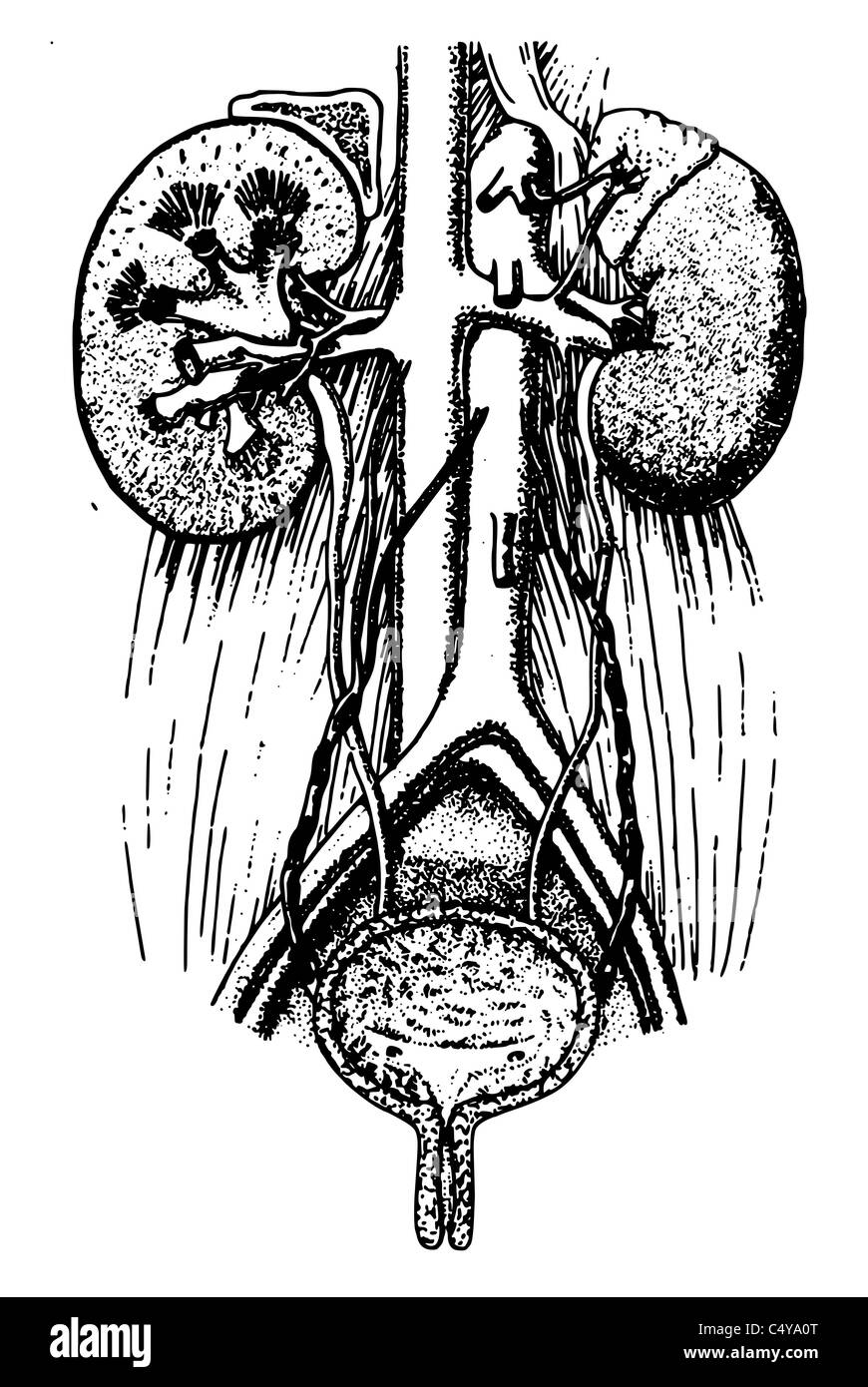 Bladder and kidney of human Stock Photo