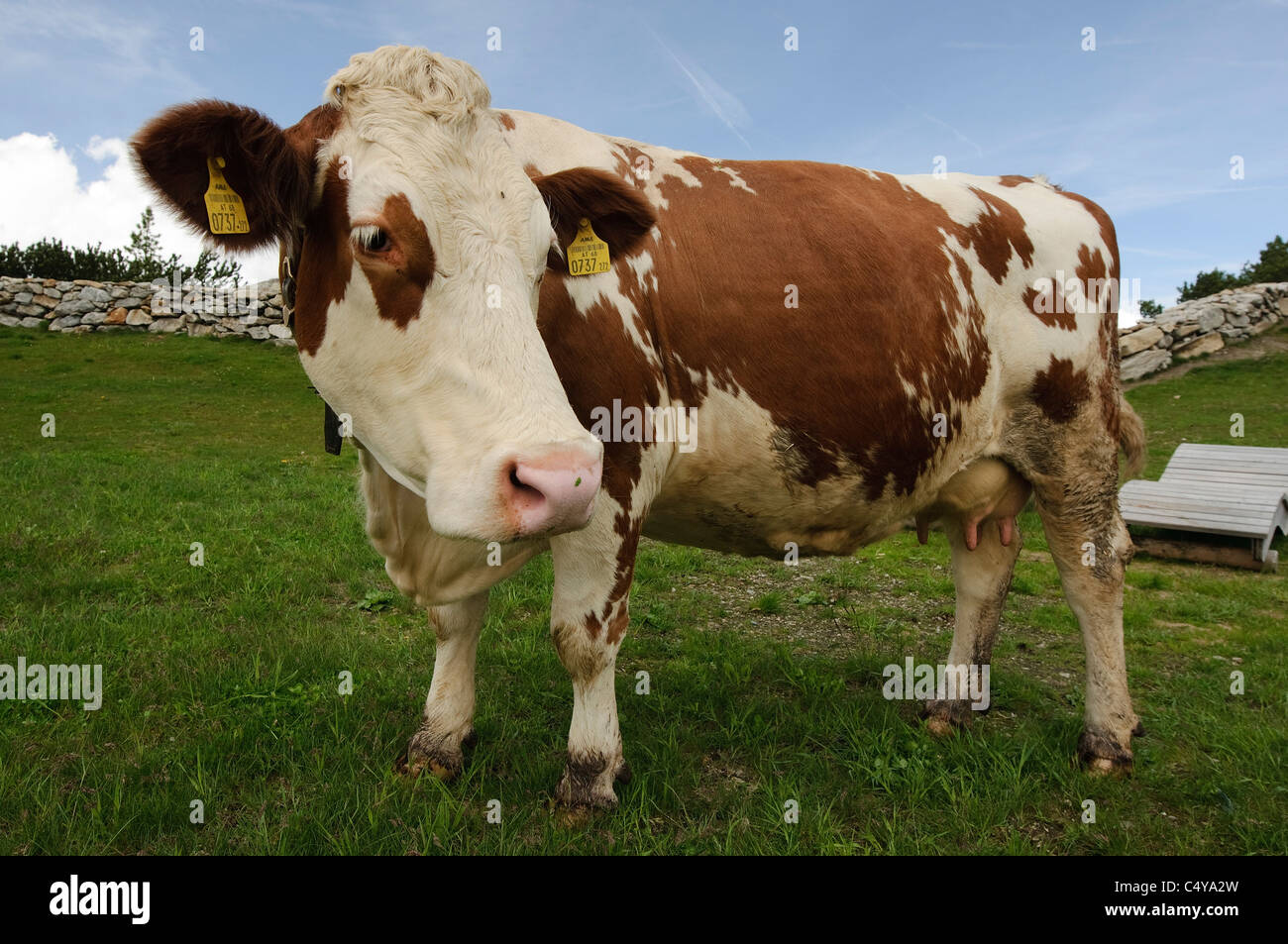 Zillertal, Tyrol, Austria Free grazing cow Stock Photo