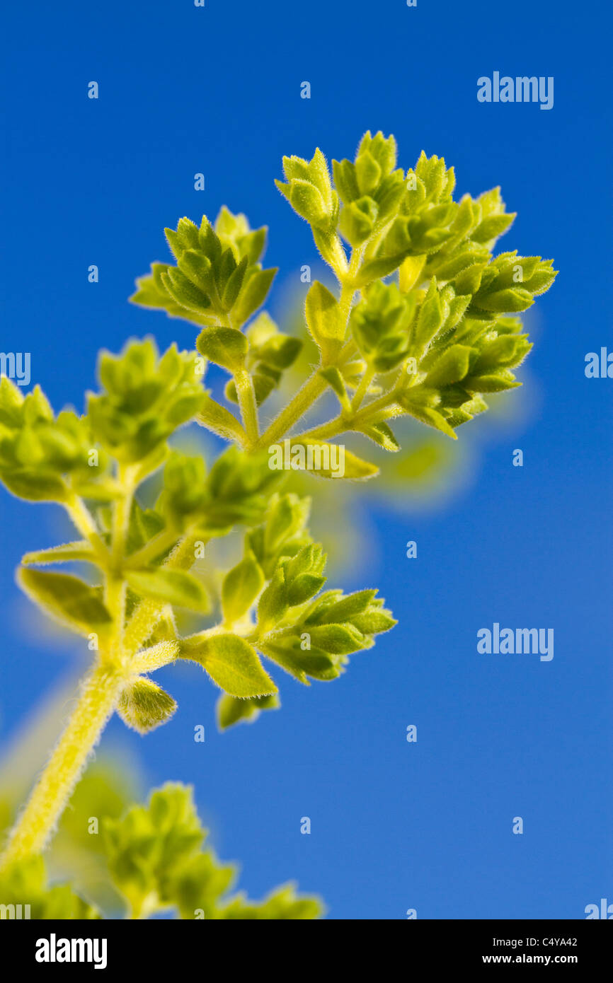 Growing oregano hires stock photography and images Alamy