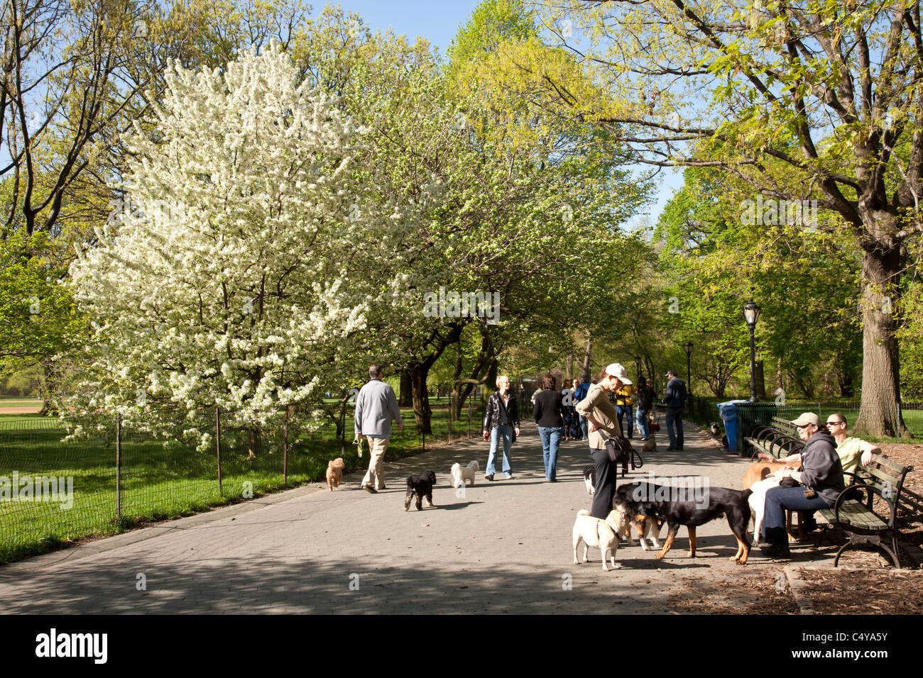 Can Dogs Go To Central Park