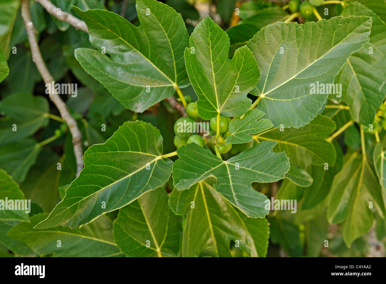 Common fig tree hires stock photography and images Alamy