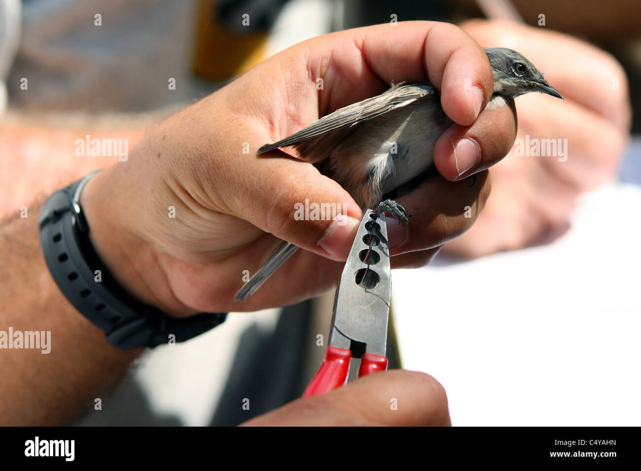 Warbler Ringing Olive-tree Warbler (Hippolais olivetorum) held for ringing Stock Photo ...