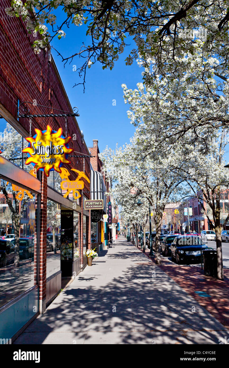 Cherry trees in bloom along the streets of Traverse City, Michigan, USA. Stock Photo