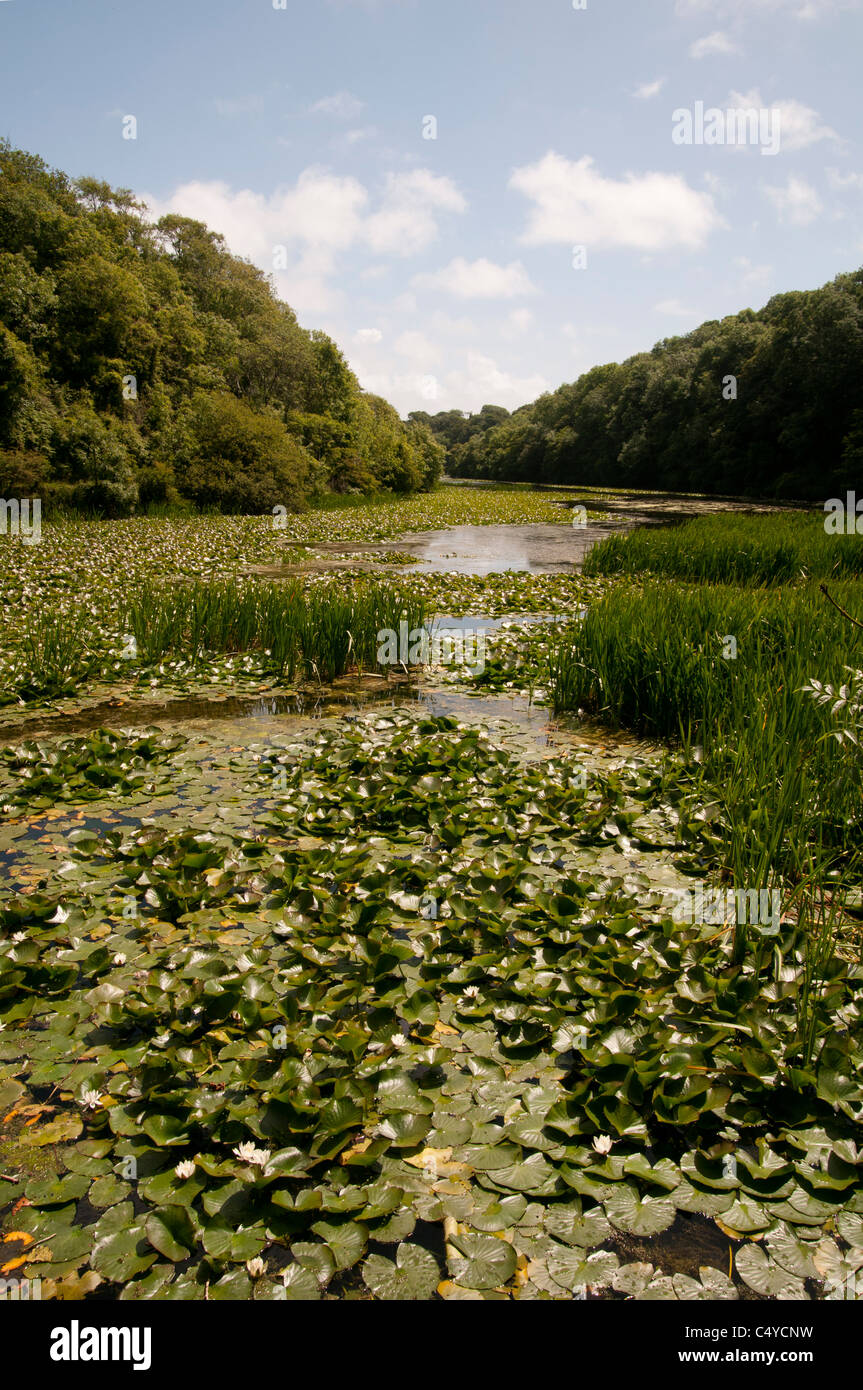 Stackpole estate pembrokeshire hi-res stock photography and images - Alamy