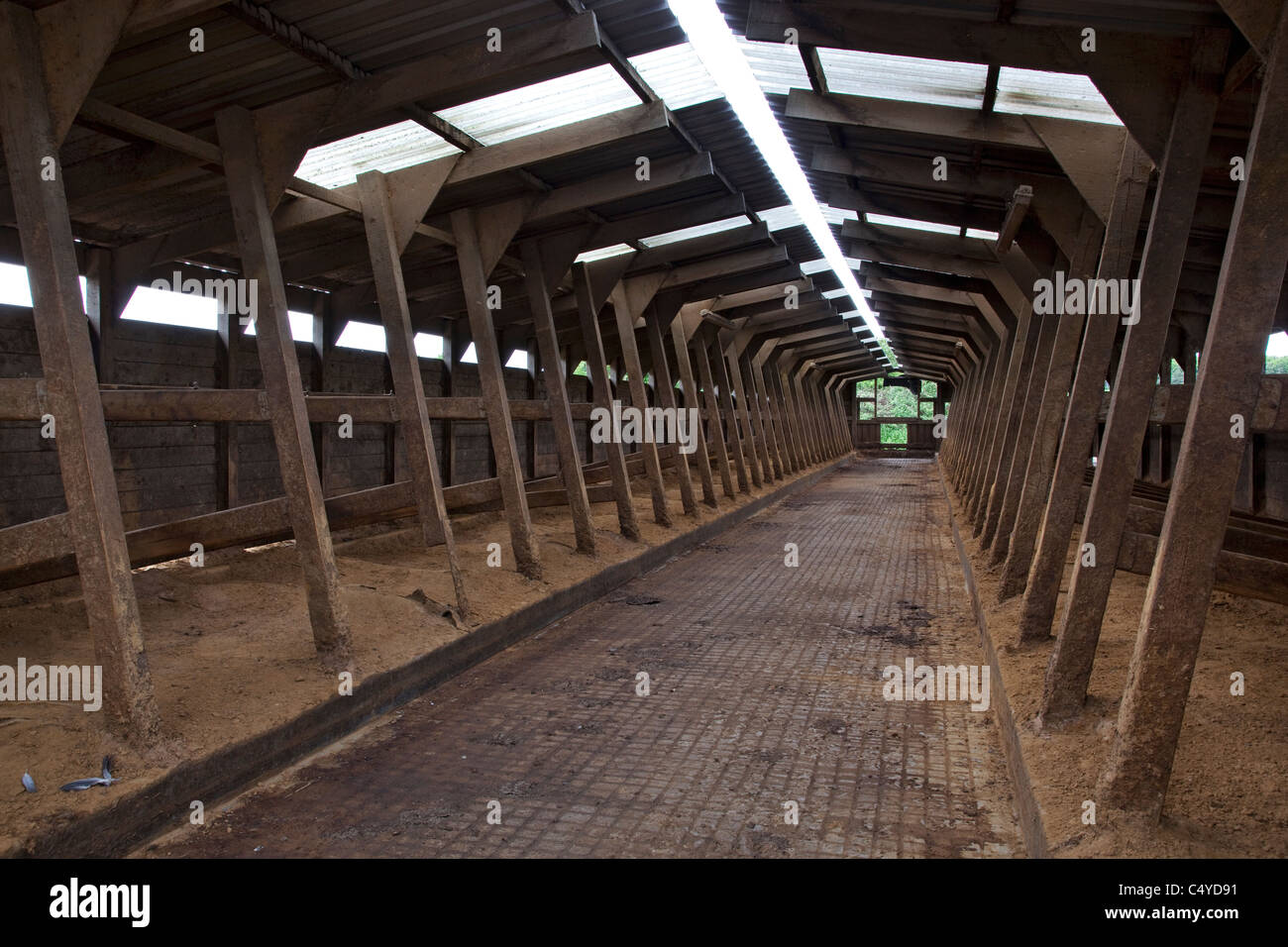 Empty cow feeding sheds at closed dairy farm,england Stock Photo