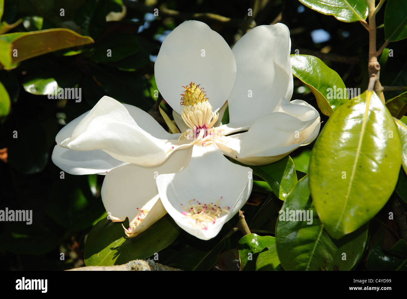 Magnolia grandiflora Goliath in bloom Stock Photo