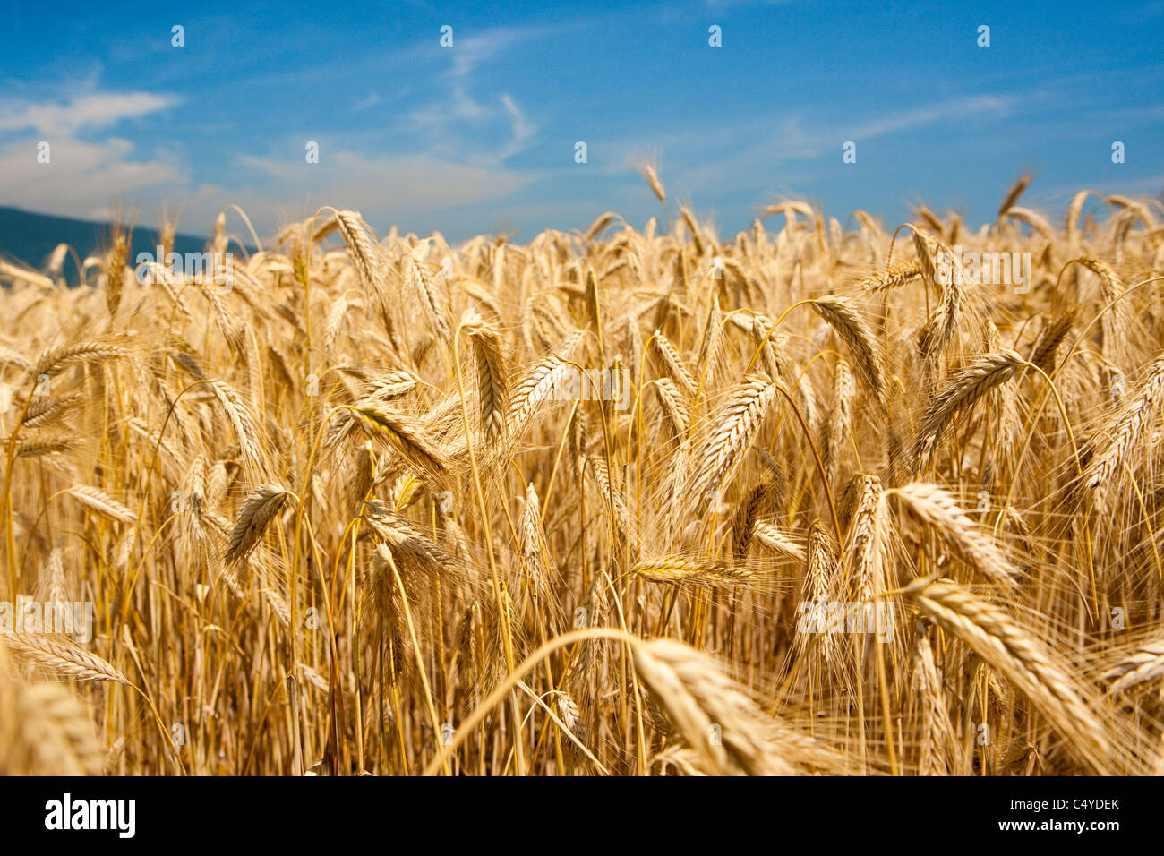 A sloping hill covered by a wheat field accompanied with a cloudless sky Stock Photo