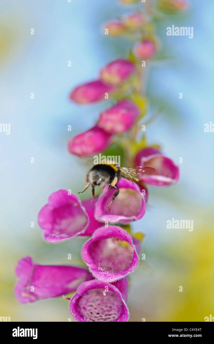 Close-up of a foxglove wildflower attracting a pollinating bee Stock Photo