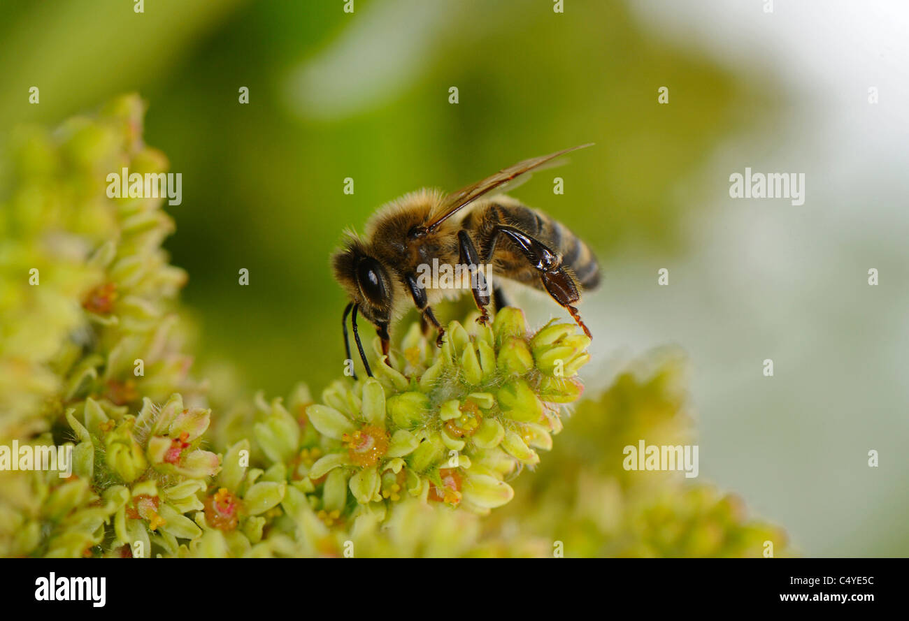 Sumac flower hires stock photography and images Alamy