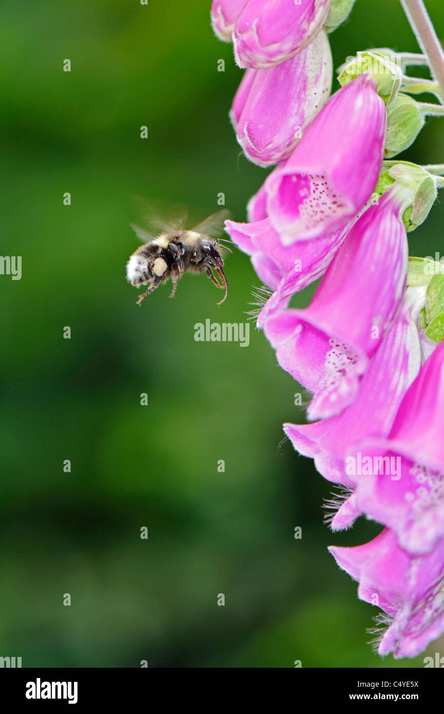 Close-up of a foxglove wildflower attracting a pollinating bee Stock Photo