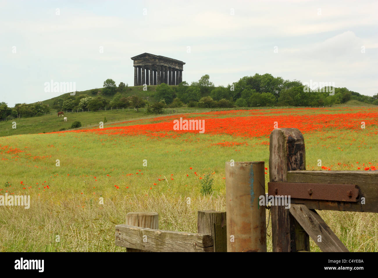 Poppies at the Earl of Durham Monument, Penshaw, Durham, England Stock Photo
