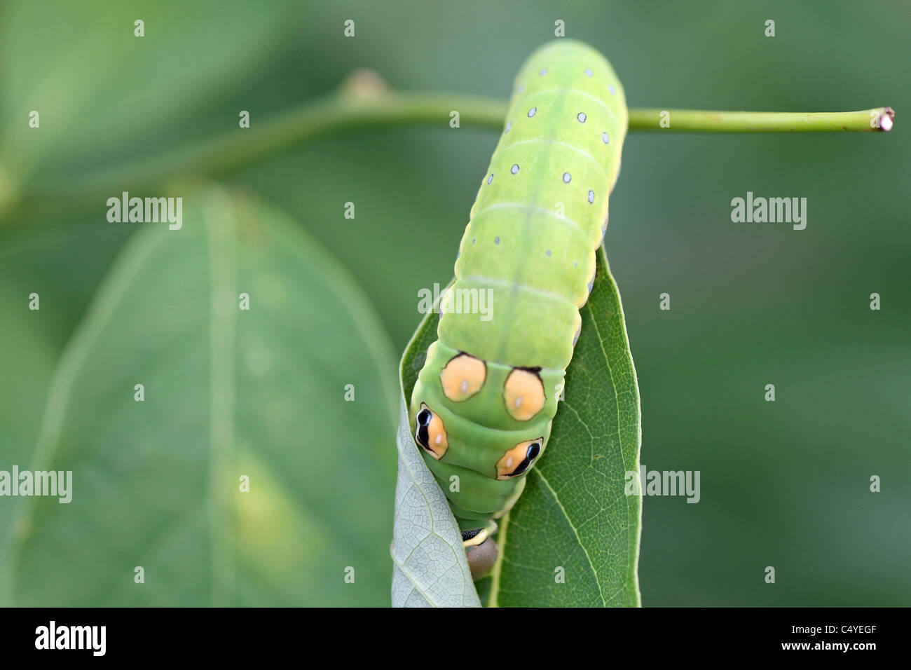Spicebush swallowtail larvae hiding under spicebush leaf Stock Photo