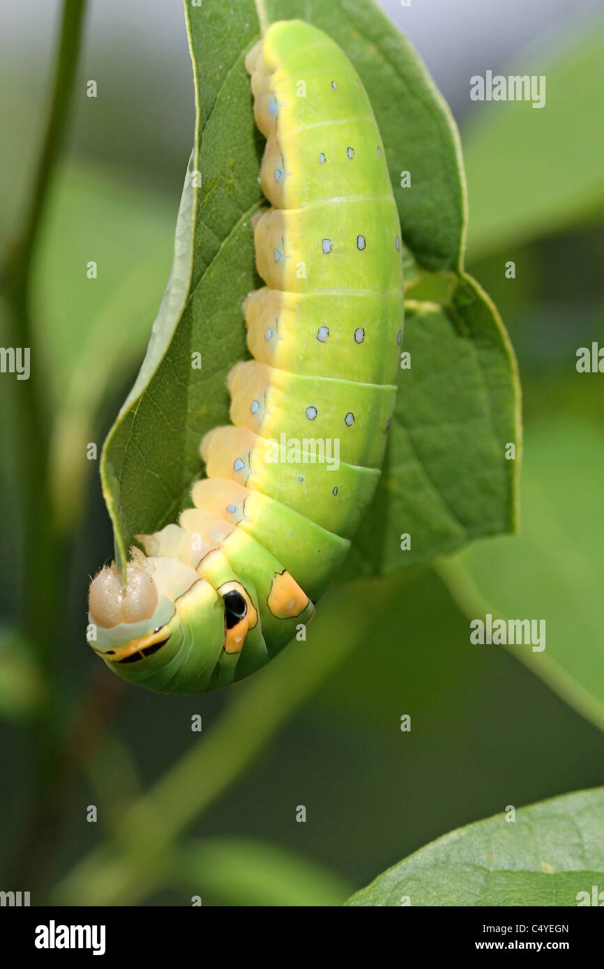 Spicebush swallowtail larvae eating spicebush leaf Stock Photo